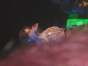 Имя файла=Cheryl_Supporting_BEP_-_Birmingham_010610_Fan_Pics_283129.JPG
Размер файла=527КБ
Размеры=3264x2448
Дата=Март 16, 2012 Cheryl_Supporting_BEP_-_Birmingham_010610_Fan_Pics_283129.JPG