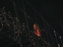 Tangled_Up_Tour_2008_Glasgow_07_05_08_288329.jpg