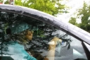 Имя файла=Cheryl_Driving_In_London_With_No_Number_Plate_020806_3.jpg
Размер файла=60КБ
Размеры=600x400
Дата=Март 08, 2012 Cheryl_Driving_In_London_With_No_Number_Plate_020806_3.jpg