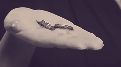 tumblr_lya64piJGA1qmut9do4_250.gif