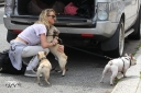 Sarah_Harding_out_and_about_in_London_with_her_dogs_17_07_12_281929.jpg
