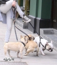 Имя файла=Sarah_Harding_out_and_about_in_London_with_her_dogs_17_07_12_284029.jpg
Размер файла=548КБ
Размеры=2000x2281
Дата=Июль 17, 2012 Sarah_Harding_out_and_about_in_London_with_her_dogs_17_07_12_284029.jpg