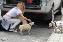 Имя файла=Sarah_Harding_out_and_about_in_London_with_her_dogs_17_07_12_288429.jpg
Размер файла=1154КБ
Размеры=3334x2222
Дата=Июль 23, 2012 Sarah_Harding_out_and_about_in_London_with_her_dogs_17_07_12_288429.jpg