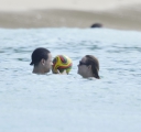 Kimberley_Walsh_on_holiday_in_the_Caribbean_080113_2812529.jpg