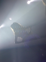 The_O2_Arena2C_London_01_03_13_2837629.JPG