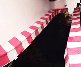 tumblr_nx38ryI6Fo1roh2gxo6_r1_400.gif